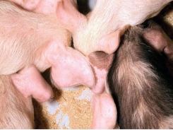 7 ways to protect against African swine fever