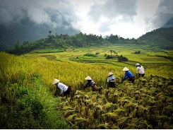 For its own good, Vietnam should stick to agriculture