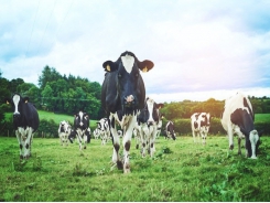 Better protein labelling of dairy feeds required, says Irish group