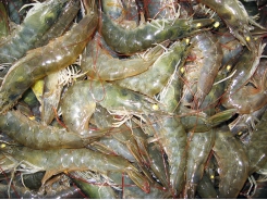 Europeans need a new shrimp narrative