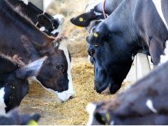Dairy cows on canola meal diets may outperform those on soybean meal