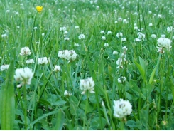 Muddy pastures interfere with livestock grazing