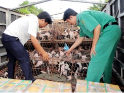Hướng dẫn kiểm soát vận chuyển lợn an toàn