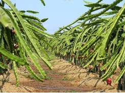 Scarcity causes dragon fruit price to make new record