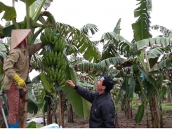 Bệnh vàng lá Panama trên cây chuối và giải pháp phòng ngừa