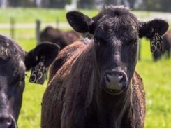 Michigan identifies new cattle herd with bovine TB