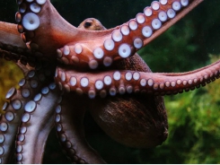 Octopus farming comes under fire