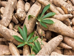 Cassava exports plummet during five-month period