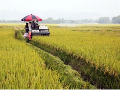 Hà Nội’s farmers grow high-quality rice for export