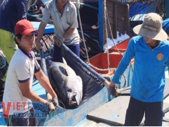 Vietnam – Chile FTA to benefit Vietnamese tuna sector