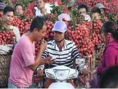 Vietnam farmers enjoy lychee export price surge