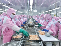 Tăng sức khỏe cho tôm Việt ra thế giới