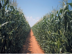 How Free State maize farmer survived the drought