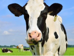 Project targets heat-stressed dairy cows