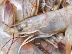 Traceability milestone for Ecuador's SSP shrimp