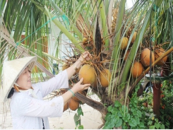 Profit reaches hundreds of million VND per year thanks to coconut cultivation
