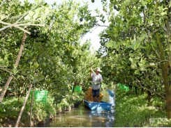 Sóc Trăng’s largest fruit-growing district goes organic