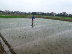 Một số biện pháp kỹ thuật để sản xuất lúa mùa hiệu quả