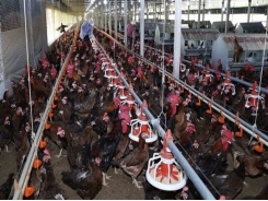 Vietnam promotes export of poultry products