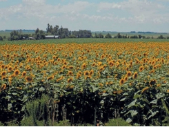 When to plant sunflower for optimal yield