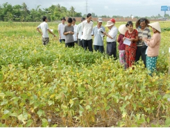 Giải pháp luân canh lúa - đậu nành