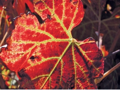 Leafroll virus in vines can be beaten – here’s how