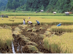 World Bank suggests reducing rice-growing areas in Mekong Delta