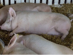 High-protein canola meal appropriate for gestating, lactating sows