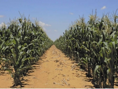 Managing resistance of African stem borer to BT-maize