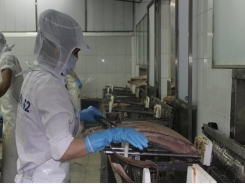 Cá ngừ Việt Nam chiếm lĩnh thị trường Hà Lan