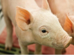 Using feed acidifiers to improve nursery pig nutrition