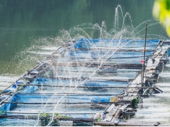 DHA feed supplement may boost cold-water tilapia production