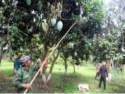 Son La mangoes set foot in demanding markets