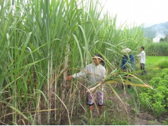 Gian nan cây mía xứ Tuyên