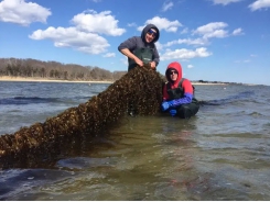 How sugar kelp is sweetening the deal for Long Island's oyster growers