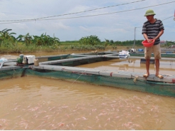 Những lưu ý khi chăm sóc cá lồng mùa nắng nóng và mưa bão