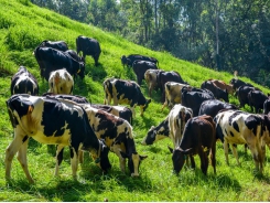 Supplementing diets for pastured-raised dairy cows may boost milk yields