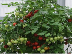 Độc đáo cách trồng cà chua lộn ngược sai trĩu trịt quả