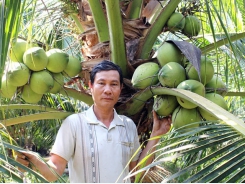 Chuyển đổi từ trồng lúa sang trồng dừa xiêm xanh đạt hiệu quả kinh tế cao