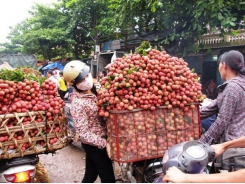 Việt Nam becomes second largest exporter of lychees