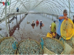 Seafood exports to China set US$1.5 billion target for 2019