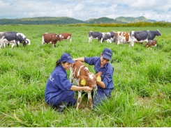 Vinamilk on the way to develop Vietnam’s dairy industry