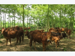 Một số giải pháp phòng chống nắng nóng cho vật nuôi trong mùa Hè