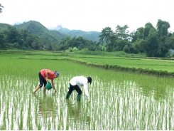 Phòng trừ ốc bươu vàng và bệnh thối nhũn lúa sau lũ