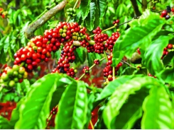 Changes brewing in coffee farm code system