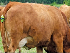 4 useful phone apps and technology for herd management