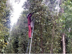 Cajuput tree trellises used to grow pepper