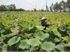 Làm giàu nhờ trồng sen