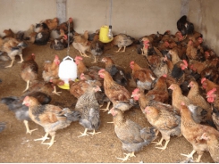 Hiệu quả chế phẩm E.M trong chăn nuôi gà