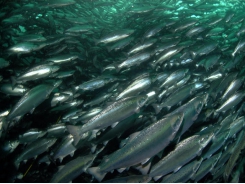 When should you harvest your salmon?